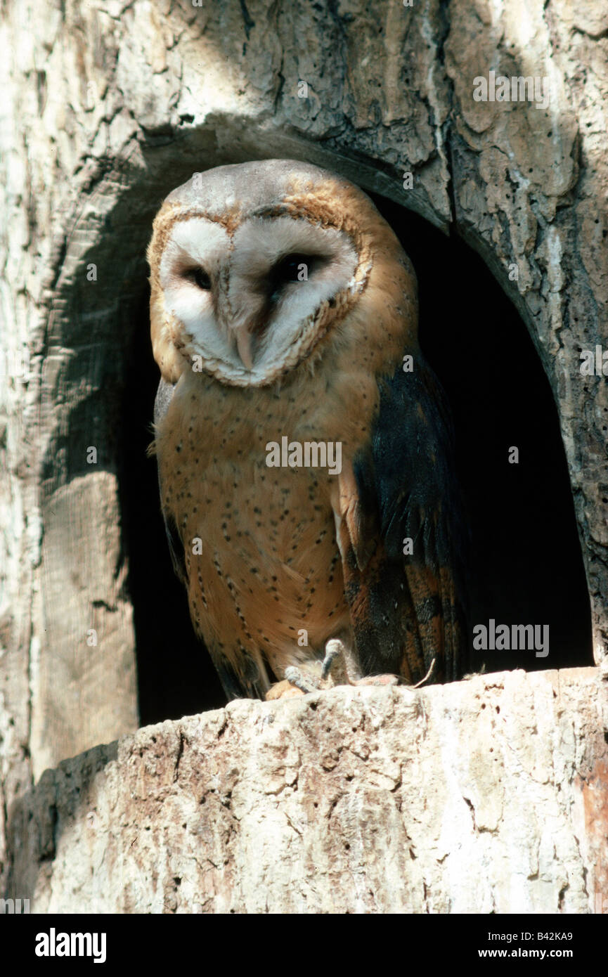 Zoologie / Tiere, Vogelgrippe / Vogel, Schleiereule, (Tyto Alba), sitzt im Baum Höhle, frontale Aufnahme, Verteilung: weltweit, ohne Tun Stockfoto
