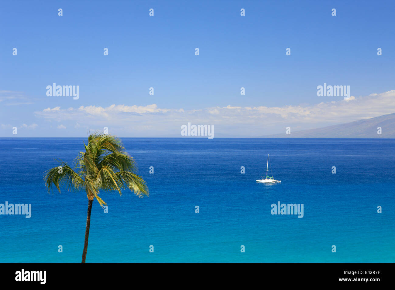 Palmen gesäumten Strand auf Hawaii Maui Pacific Hawaii USA Stockfoto