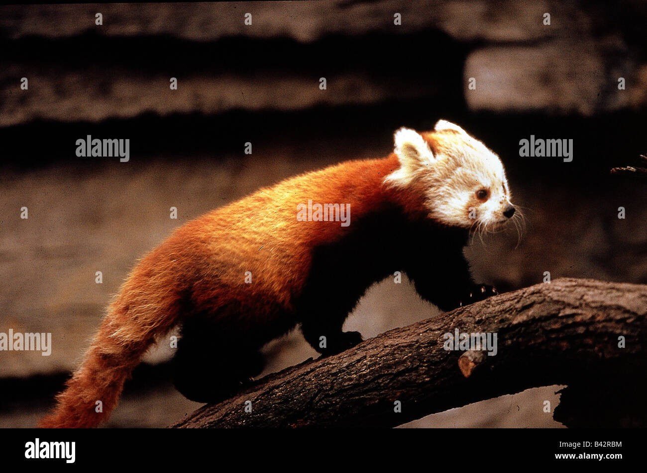 Zoologie / Tiere, Säugetier / Säugetier-, fire Fox, (Ailuridae), Red Panda (Ailurus Fulgens), läuft auf Ast, Vertrieb: Nep Stockfoto