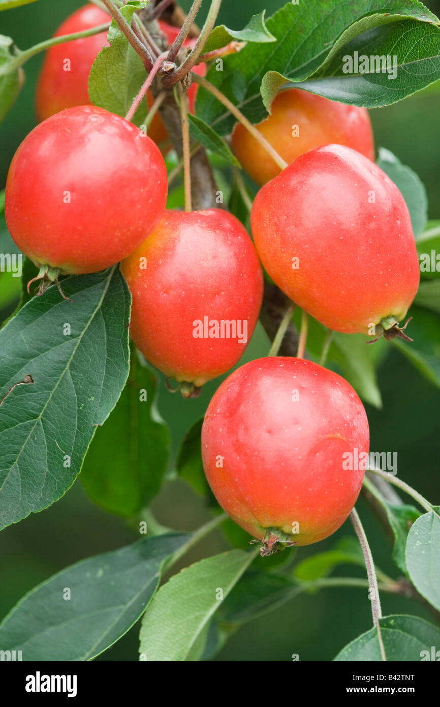 Holzäpfel, Malus 'John Downie' Stockfoto