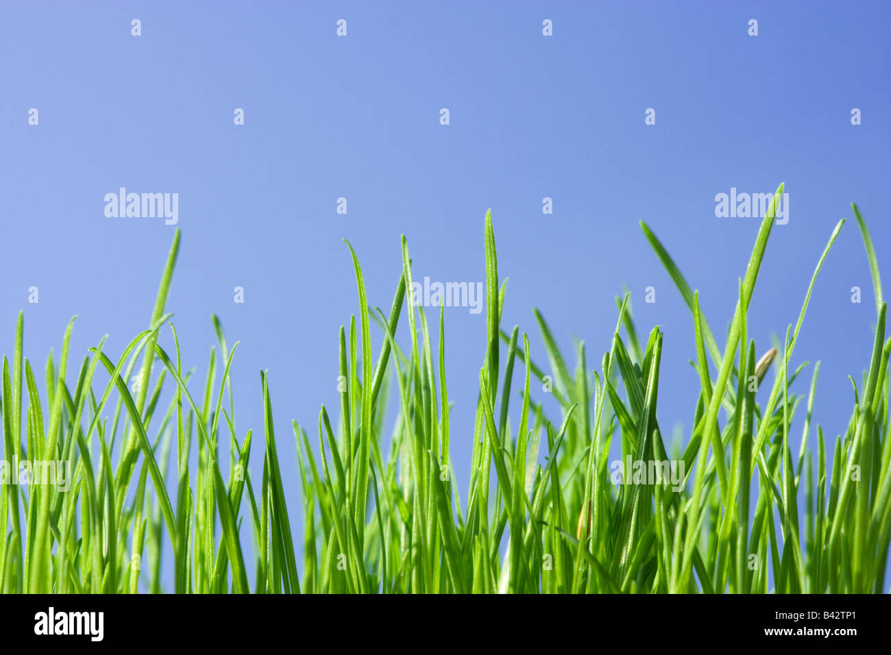 Grass, niedrigen Winkel gegen blauen Himmel. Stockfoto