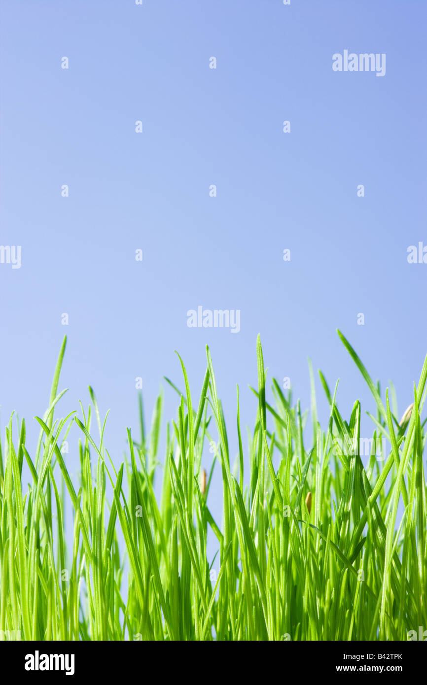 Grass, niedrigen Winkel gegen blauen Himmel. Stockfoto