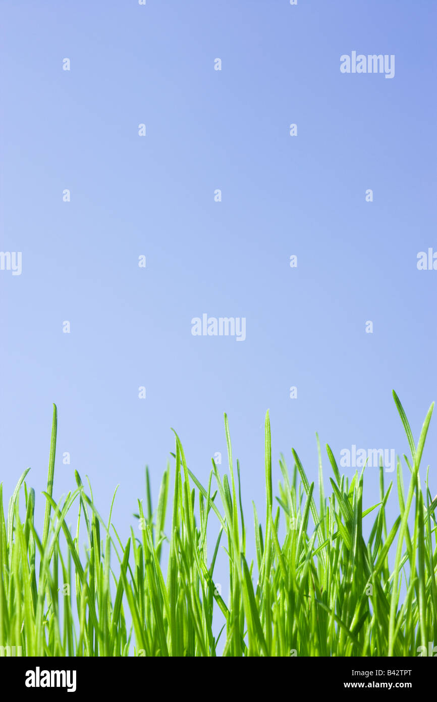 Grass, niedrigen Winkel gegen blauen Himmel. Stockfoto