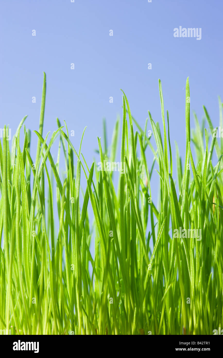 Grass, niedrigen Winkel gegen blauen Himmel. Stockfoto