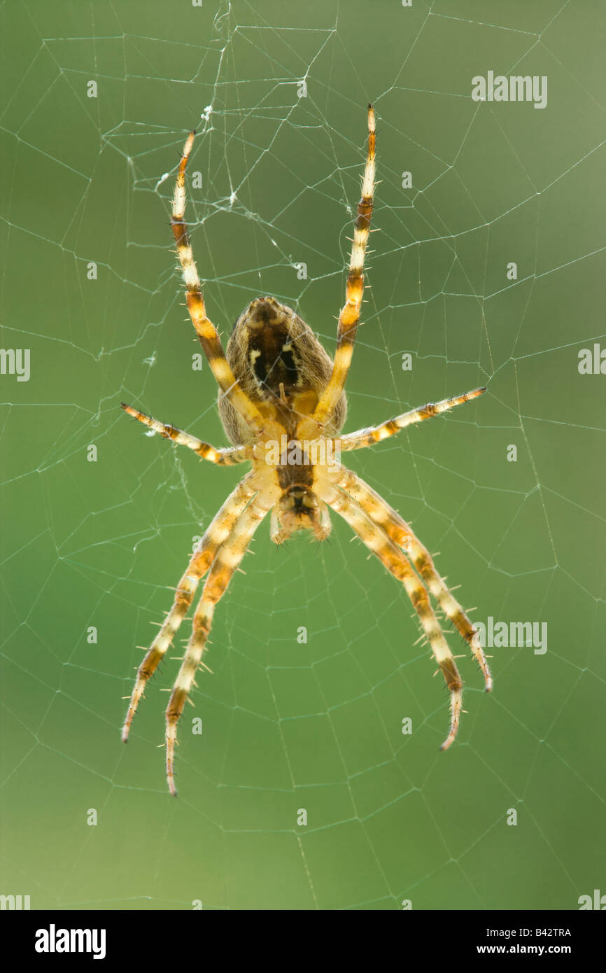 Kreuzspinne (Diadem Spider), Araneus Diadematus, Unterseite. Surrey, UK Stockfoto