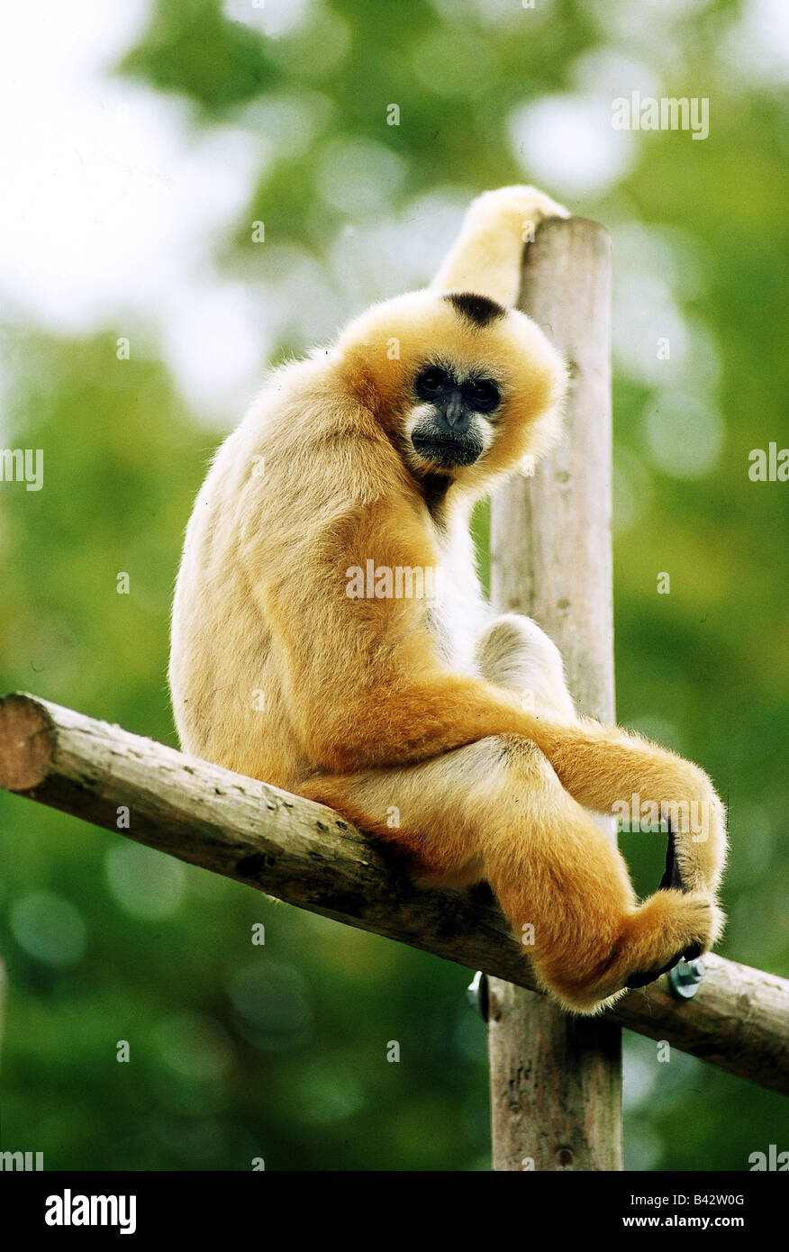 Zoologie / Tiere, Säugetier / Säuger, Affen, schwarzen Crested Gibbon (Hylobates Concolor), sitzen auf bar, Vertrieb: Taiwan Stockfoto