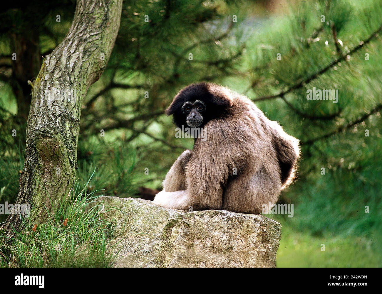 Zoologie / Tiere, Säugetier / Säuger, Affen, schwarzen Crested Gibbon (Hylobates Concolor), sitzen auf Stein, Verteilung: Mala Stockfoto