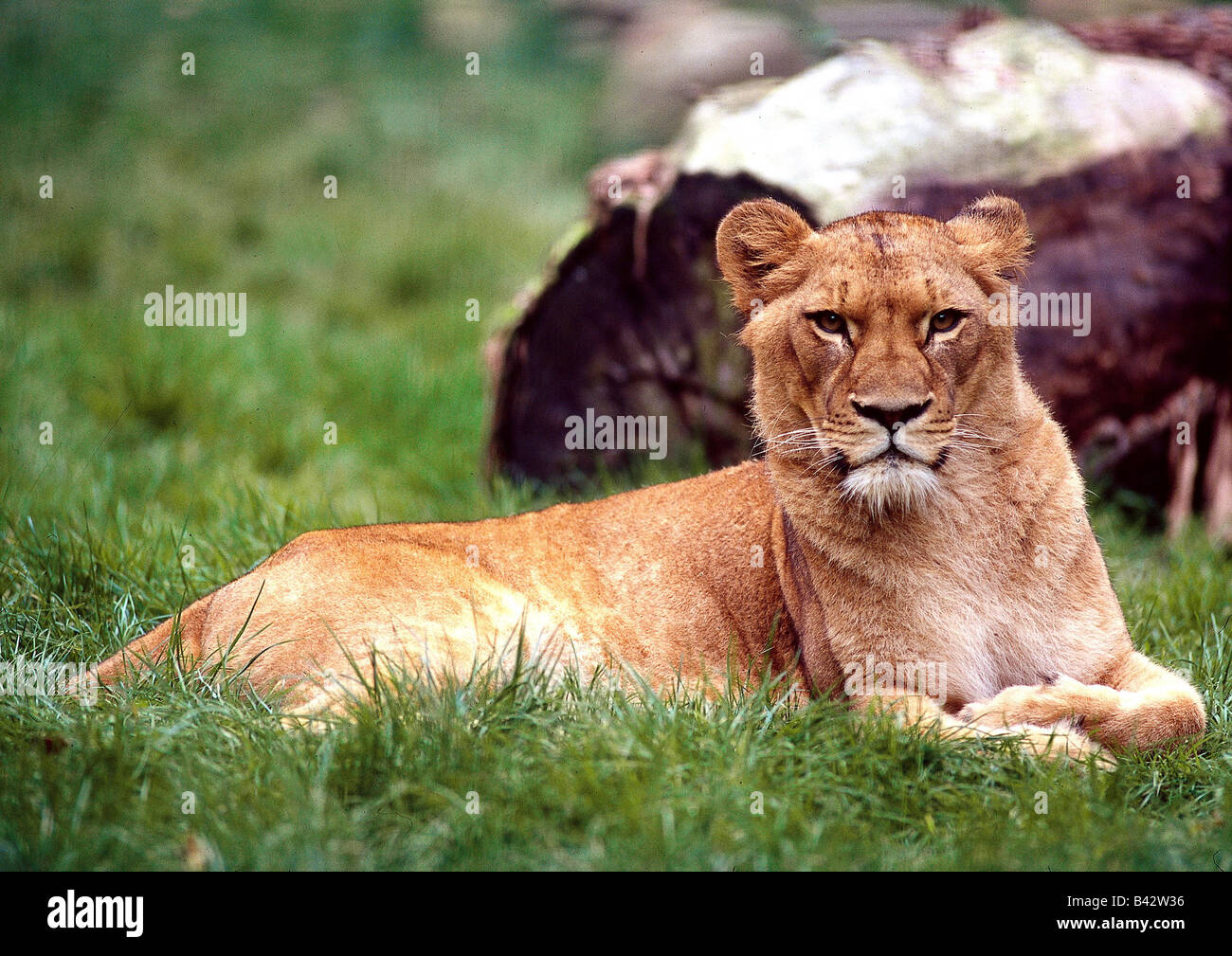 Zoologie / Tiere, Säugetier / Säugetier, Felidae, Löwe (Panthera Leo), weibliches Tier liegen auf Wiese, Vertrieb: Afrika, Asien, Stockfoto