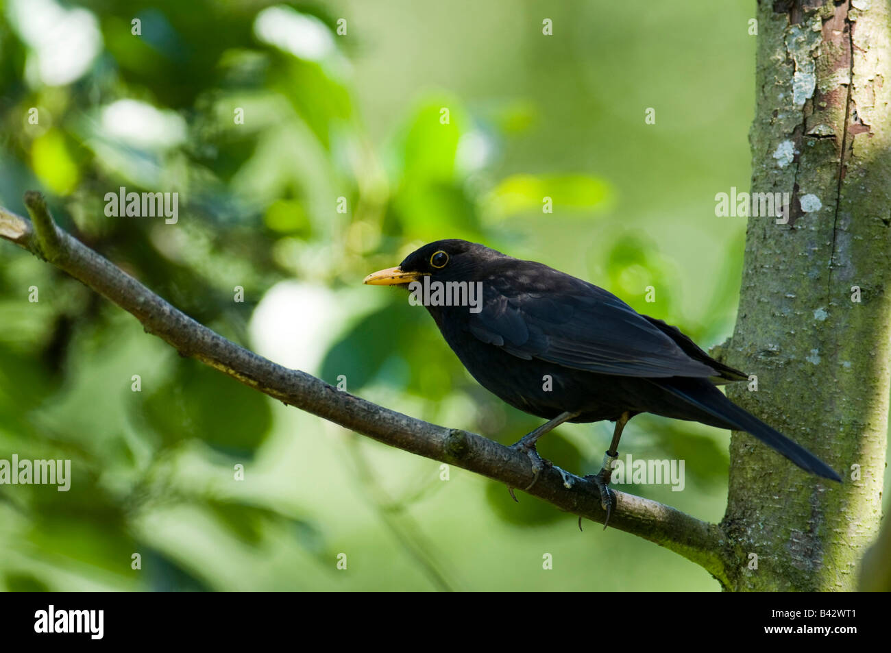 Schwarzer Vogel "Turdus Marula" thront auf einem Ast in einem Wald im Vereinigten Königreich. Stockfoto