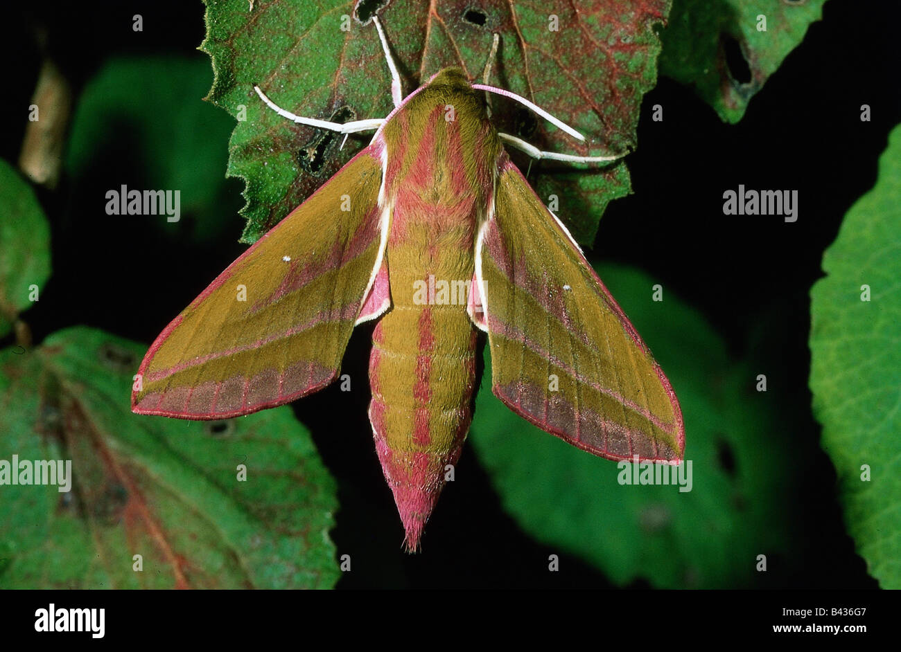 Zoologie / Tiere, Insekt, Sphingidae, Elephant Hawk Moth (Deilephila