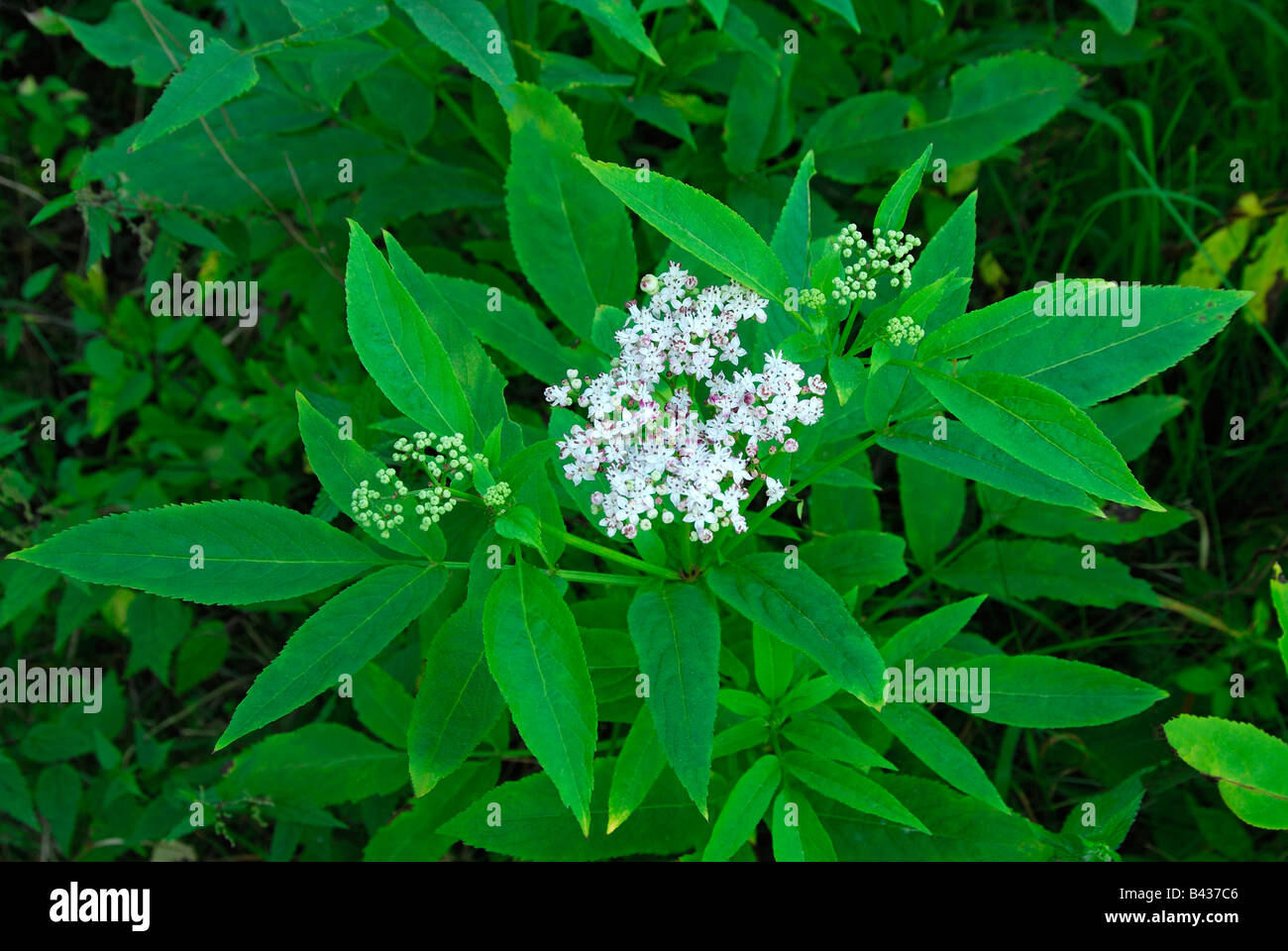 Danewort, Zwerg Elder, Europäische Zwerg Holunder, Walewort (Sambucus Ebulus) Blüte Stockfoto