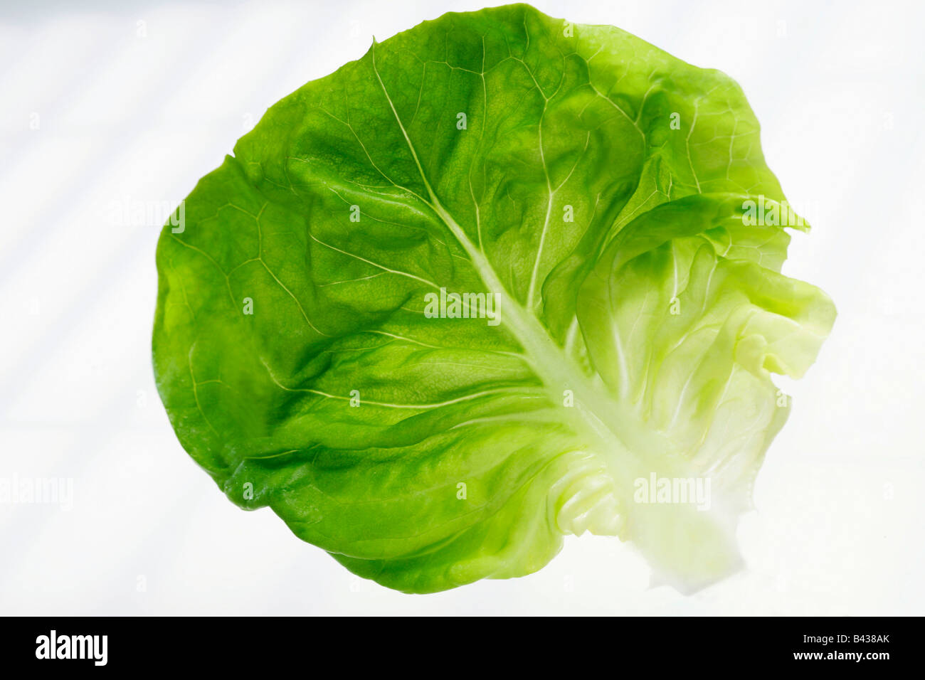 Salatblatt Stockfoto