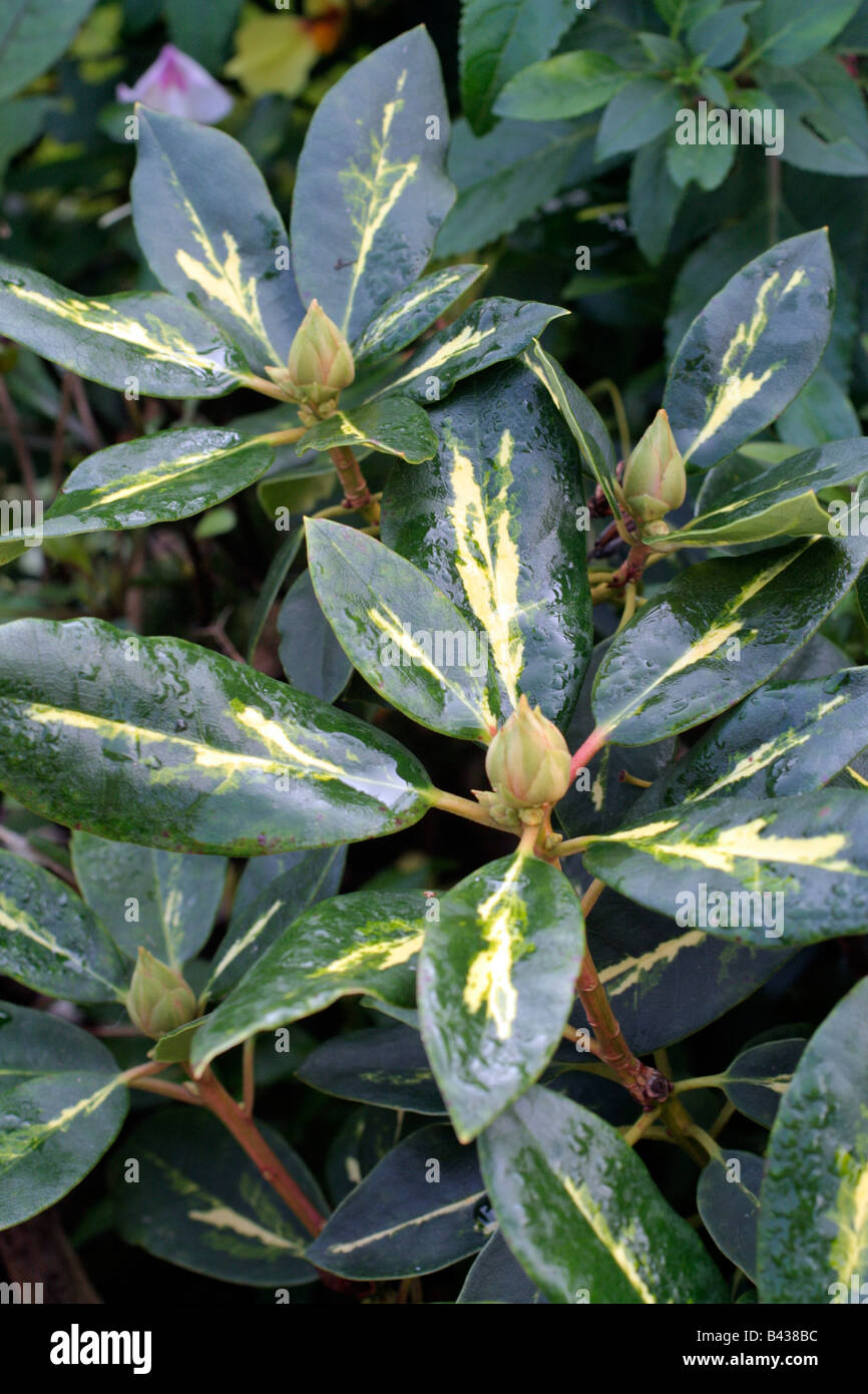 RHODODENDRON-PRÄSIDENT ROOSEVELT LAUB Stockfoto