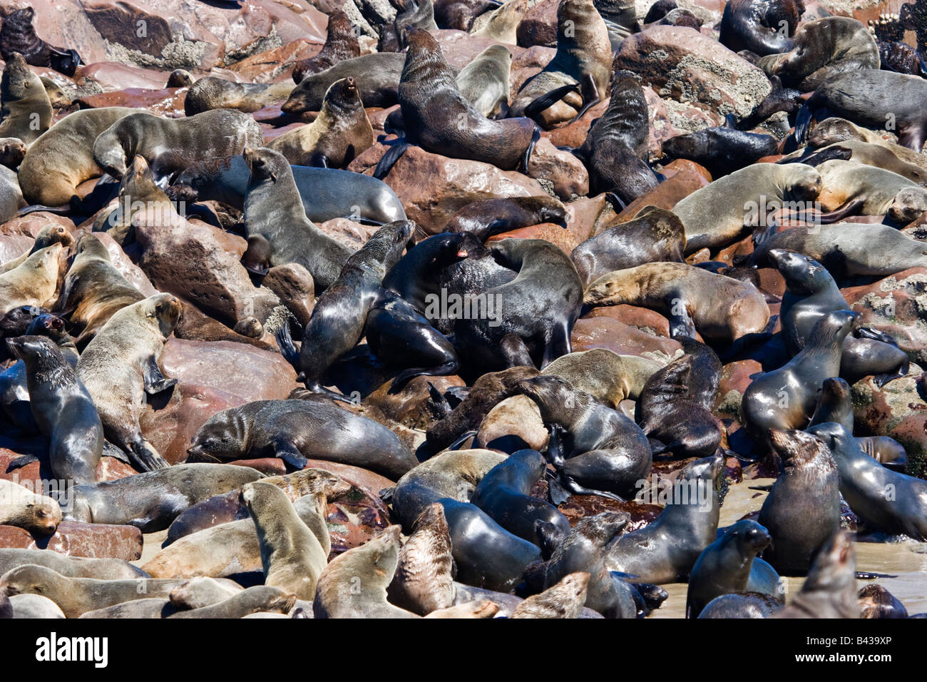 Brown-Seebären (Arctocephalus percivali), in Cape Cross, Namibia Stockfoto