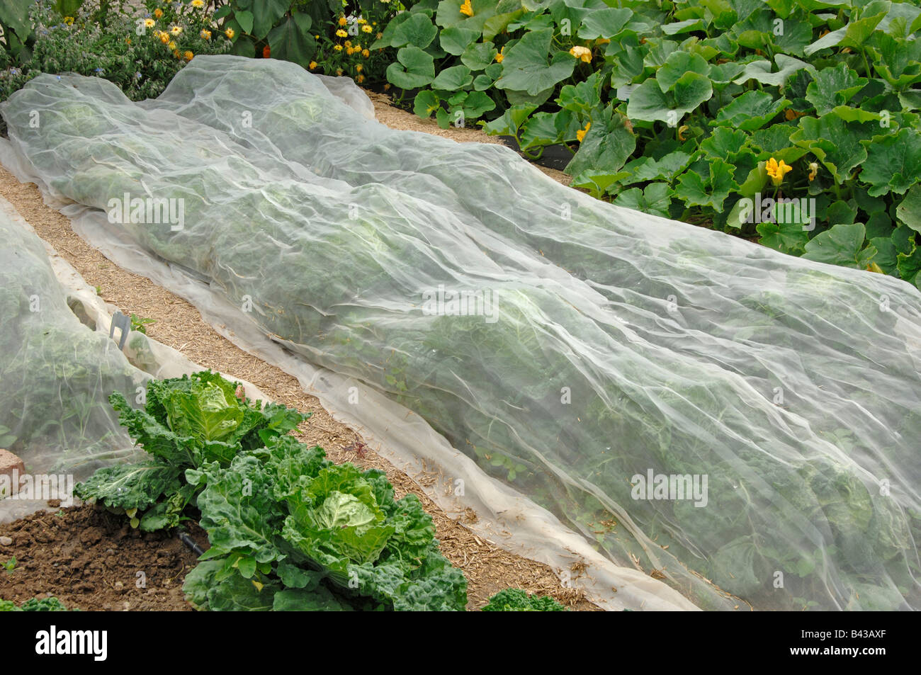 Kohl-Bett bedeckt mit Gaze schützen die Pflanzen gegen Gewächshaus weiße Fliege (Trialeurodes Vaporariorum) Stockfoto