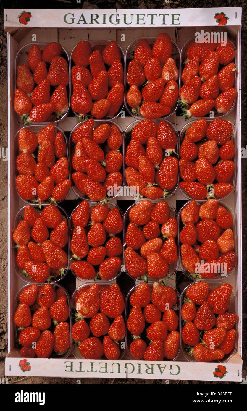 Bastkörbe Erdbeeren Stockfoto