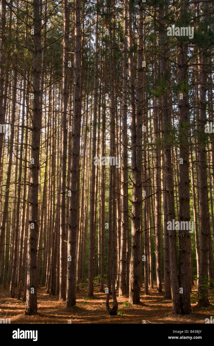 Hohen Kiefern im frühen Morgenlicht Stockfoto