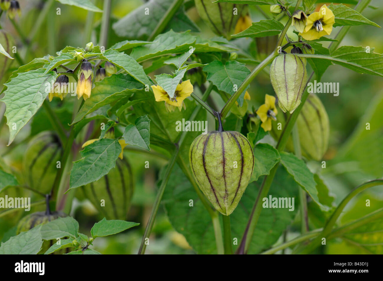 Tomatillo, Schale Tomaten (Physalis welche, Physalis Philadelphica),  blühende Pflanze mit Früchten Stockfotografie - Alamy