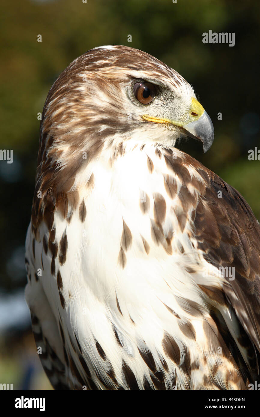 Red Tail Hawk Buteo Jamaicensis native Falken von Nordamerika, Kanada und den USA Stockfoto