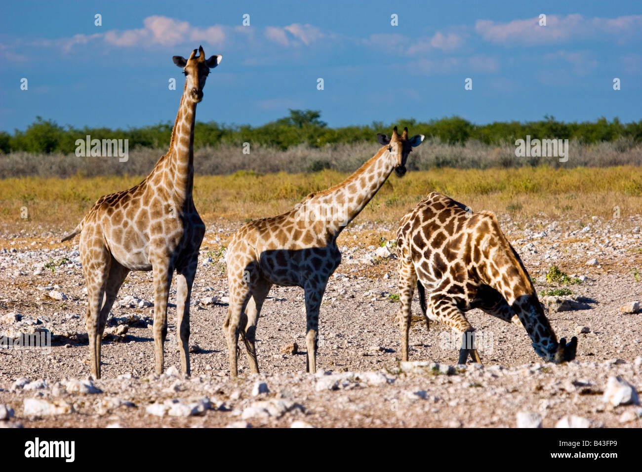 Drei Giraffen (Giraffa Plancius) trinken in Etosha Nationalpark, Namibia Stockfoto