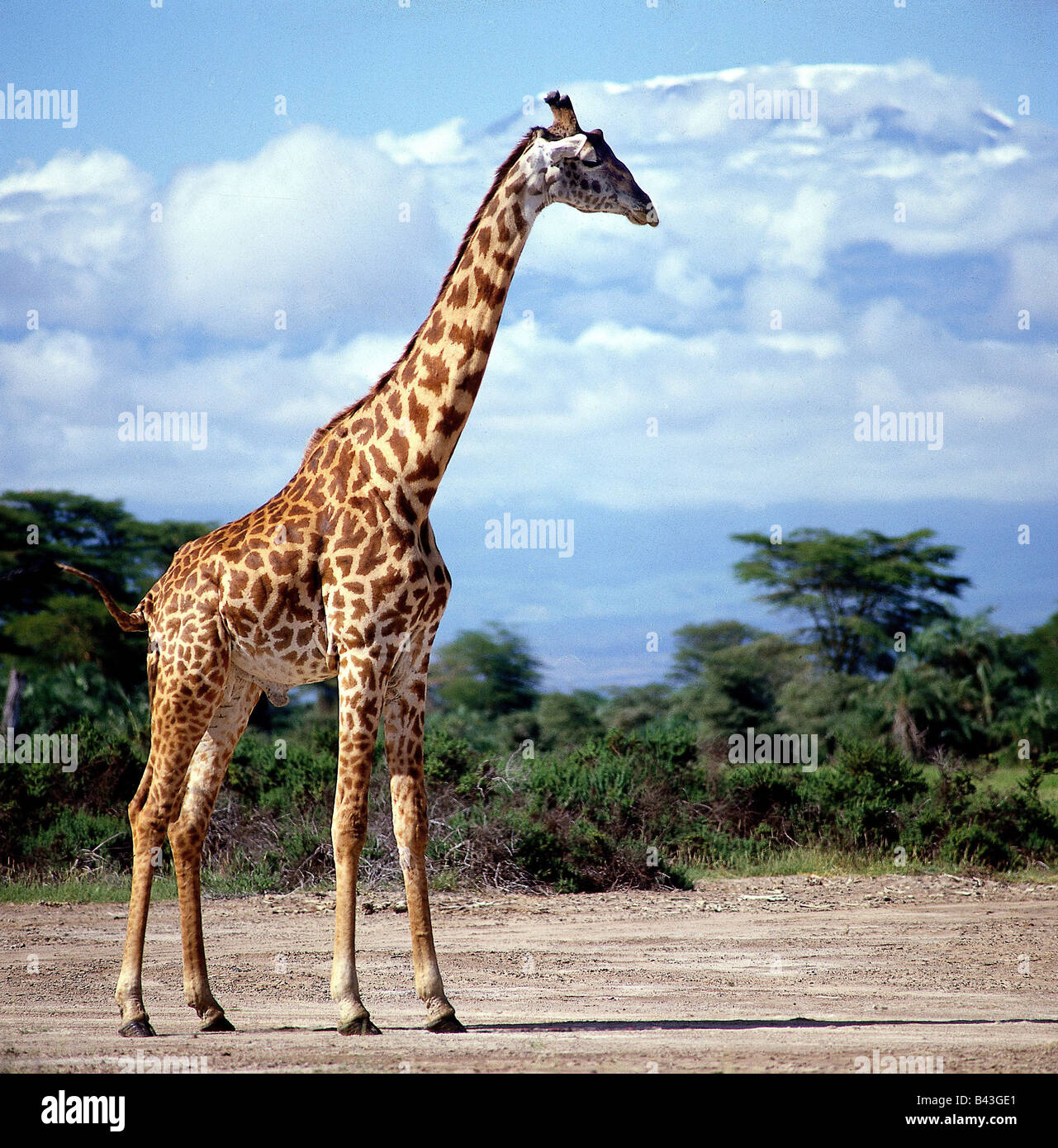 Zoologie/Tiere, Säugetier/Säugetier-, Giraffen, westafrikanischer Giraffe (Giraffa Camelopardalis) am Kilimanjaro, Distribution: Senegal, Gambia, Tschad, Additional-Rights - Clearance-Info - Not-Available Stockfoto