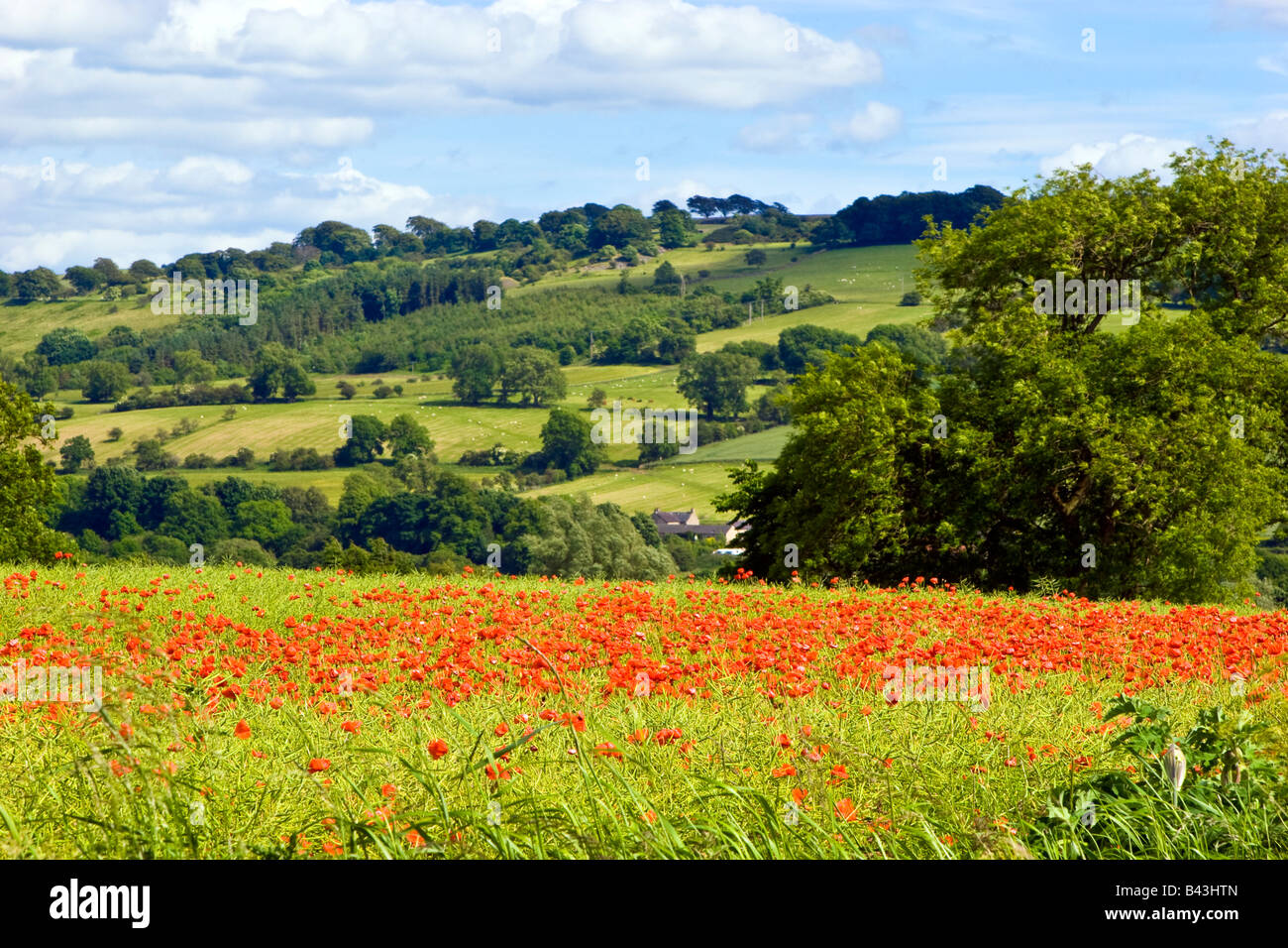 Landschaft-Szene-Feld von Mohn (Papaver Rhoeas) bei Chollerford, Northumberland, England UK 2008 Stockfoto