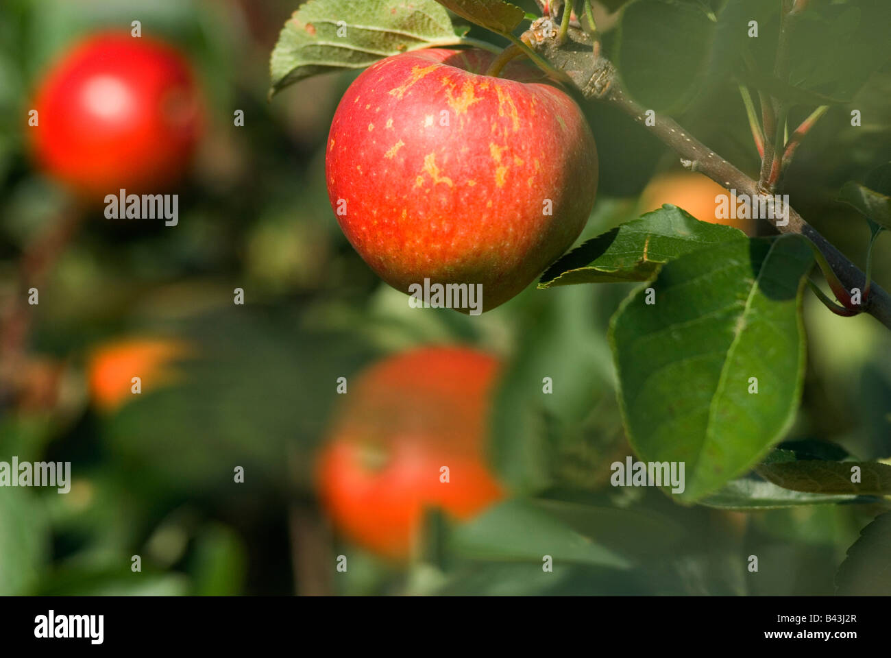 Englische Äpfel Lathcoats Apple Farm Galleywood Essex UK Kidds Orange Apfel. Stockfoto