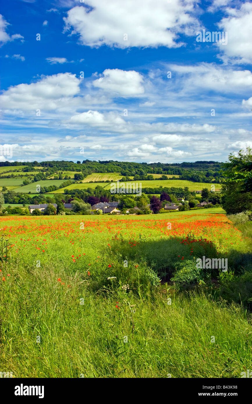 Landschaft-Szene-Feld von Mohn (Papaver Rhoeas) bei Chollerford, Northumberland, England UK 2008 Stockfoto