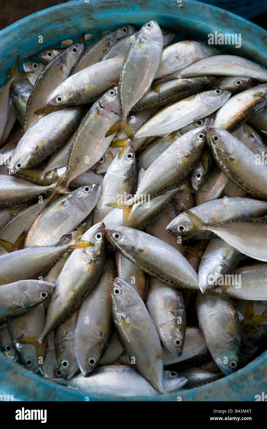 Lokale Fische fangen Hua Hin Thailand Stockfoto