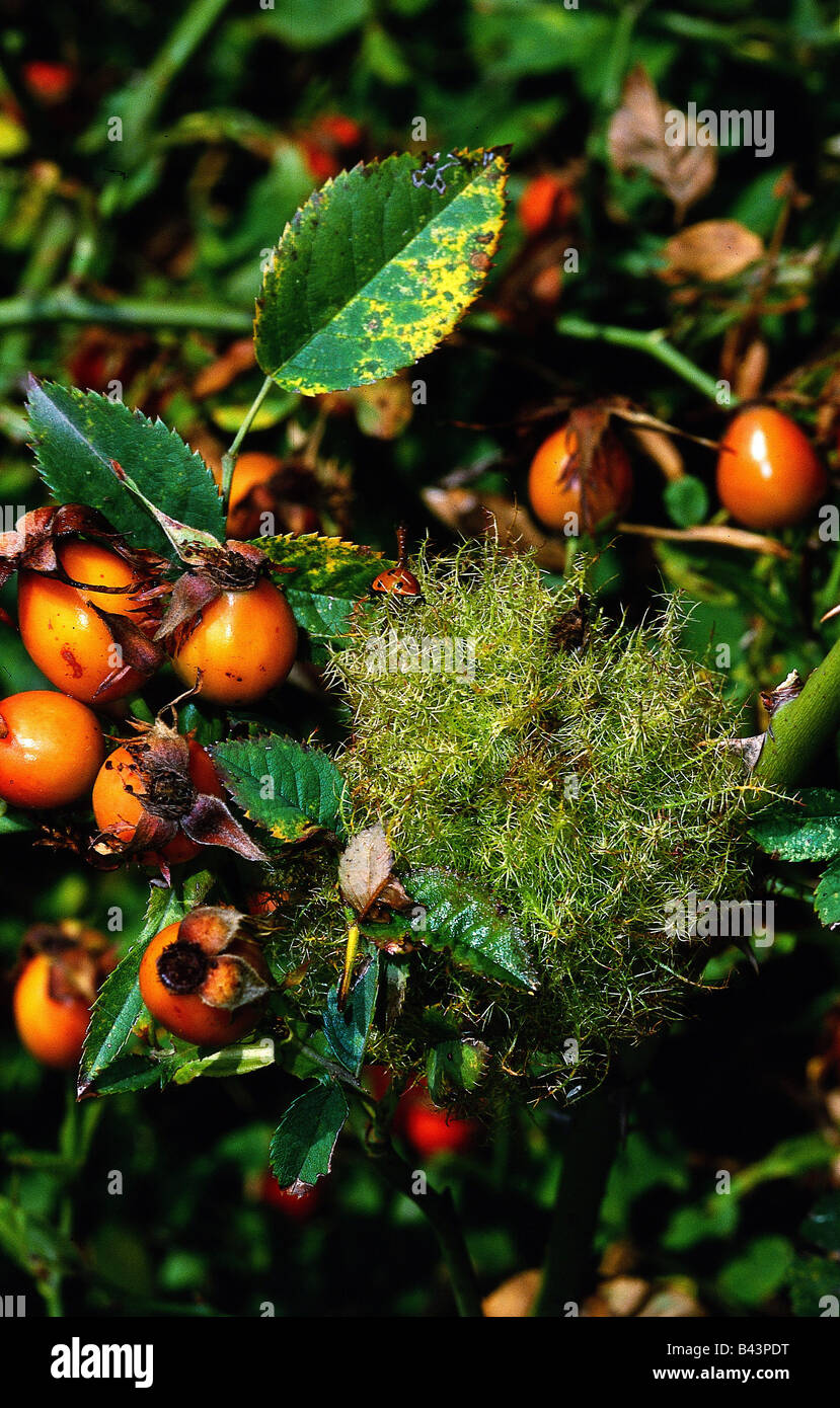 Zoologie/Tiere, Insekten, Gallwespen, Rose gall Wasp, (Diplolepis rosae