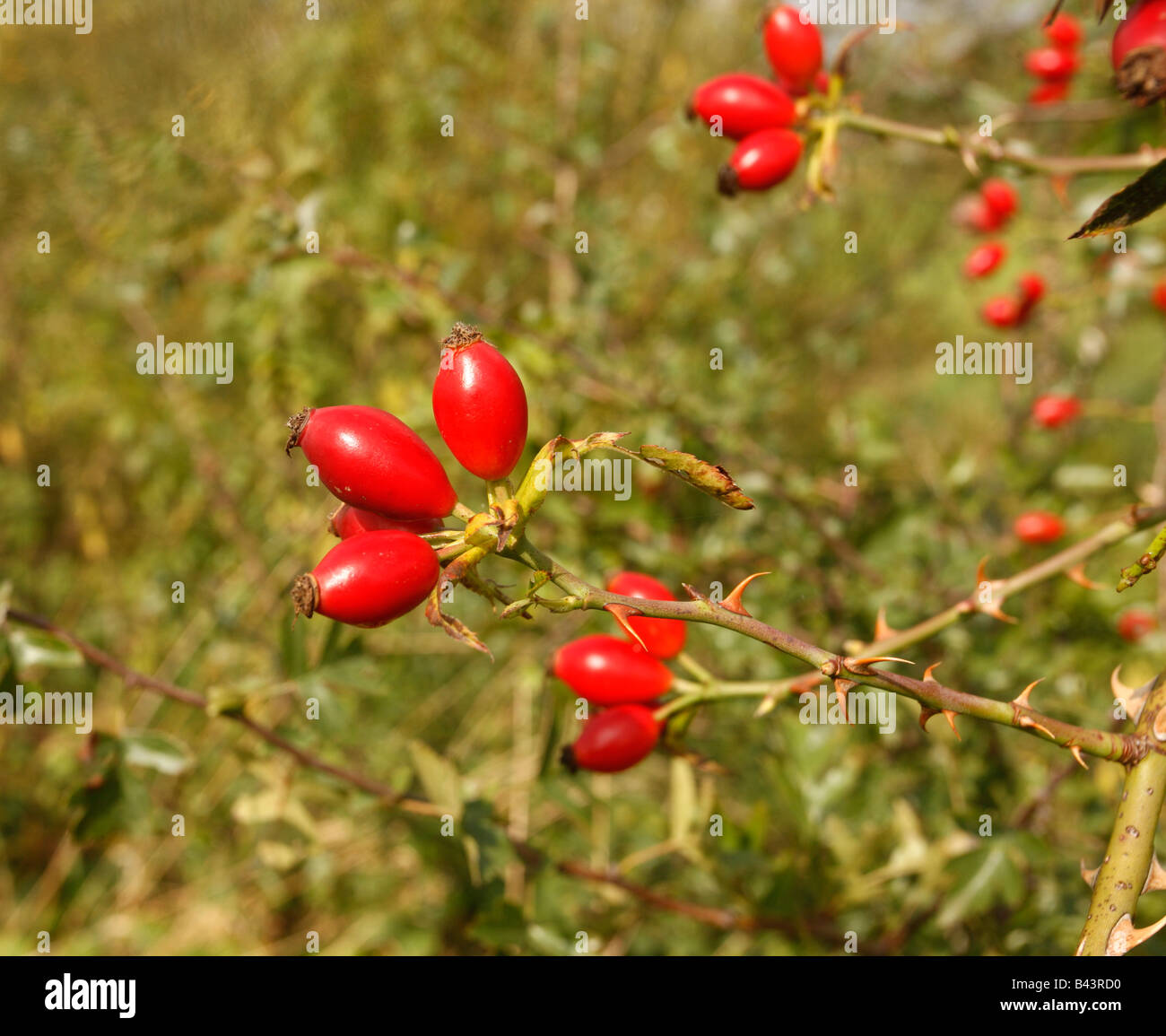 Hundsrose Rosa Canina Beeren oder Hüften Midlands UK Stockfoto