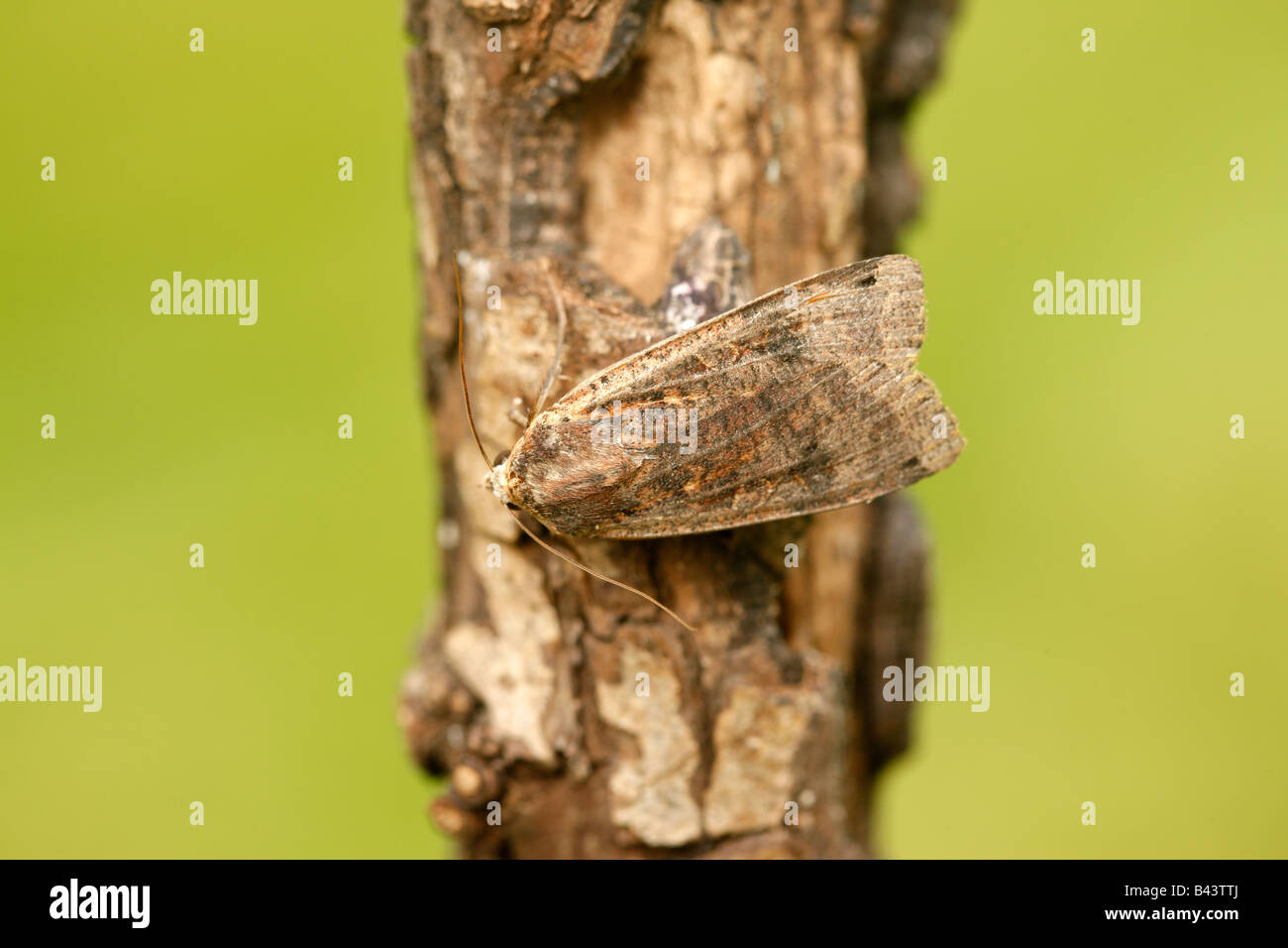 Große gelbe Uinderwing Motte Noctua Pronuba Midlands UK Stockfoto