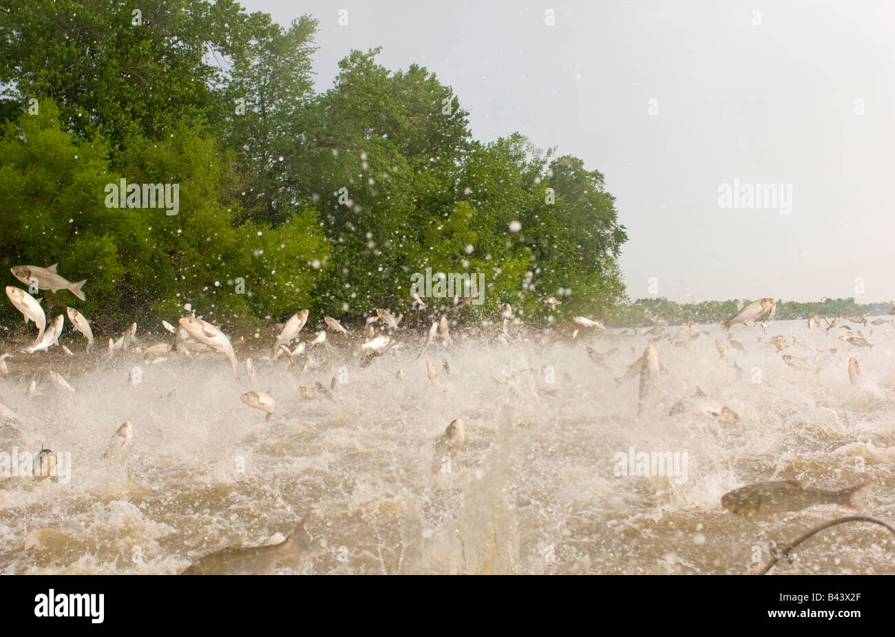 Zwei Arten von asiatischen Karpfen die eingebildeten und Silber springen aus den Illinois River in der Nähe von Havanna-Illinois Stockfoto