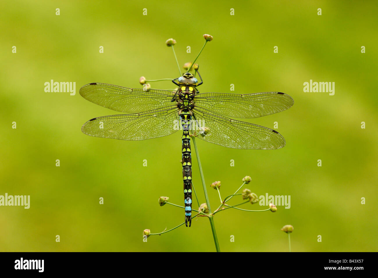 Hawker oder Aeshna Aeshna Cyanea männlichen Midlands Südengland Stockfoto