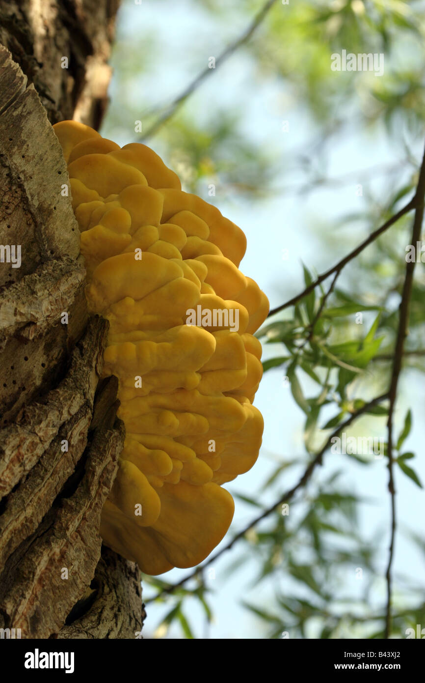 Schwefel Polypore Pilze wachsen auf Baumstamm Stockfoto
