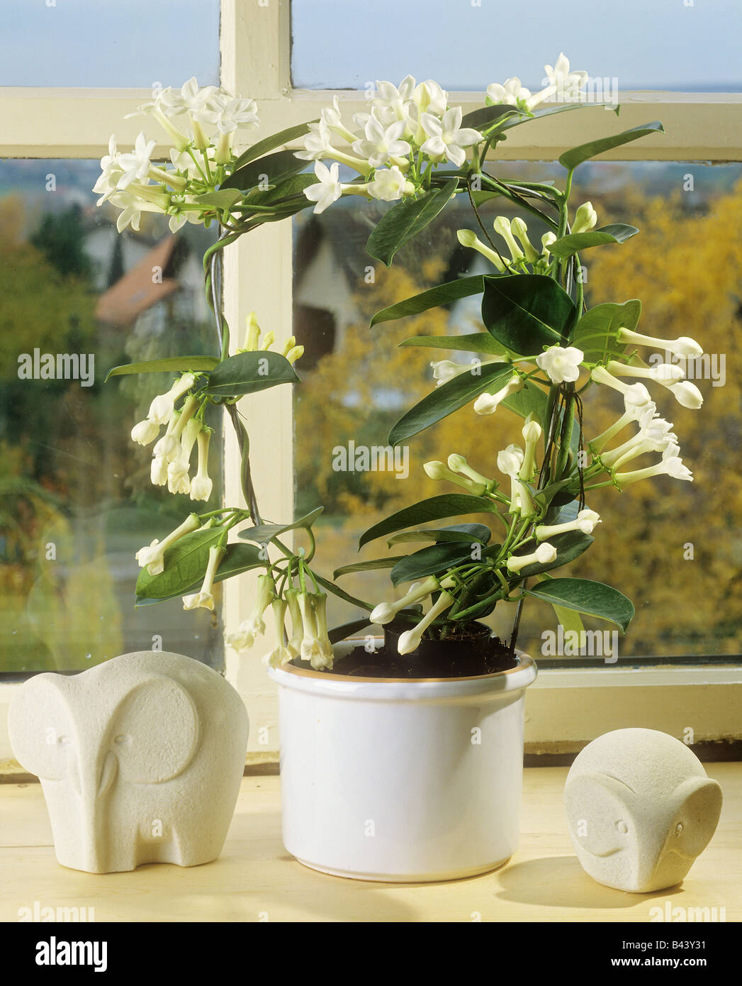 Stephanotis floribunda -Fotos und -Bildmaterial in hoher Auflsung  Alamy