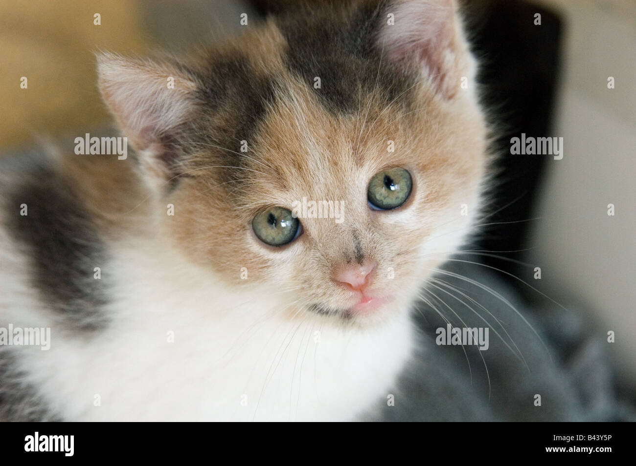 Junge Calico Katze 39 Tage, 5 Wochen alt, blickte in die Kamera. Stockfoto