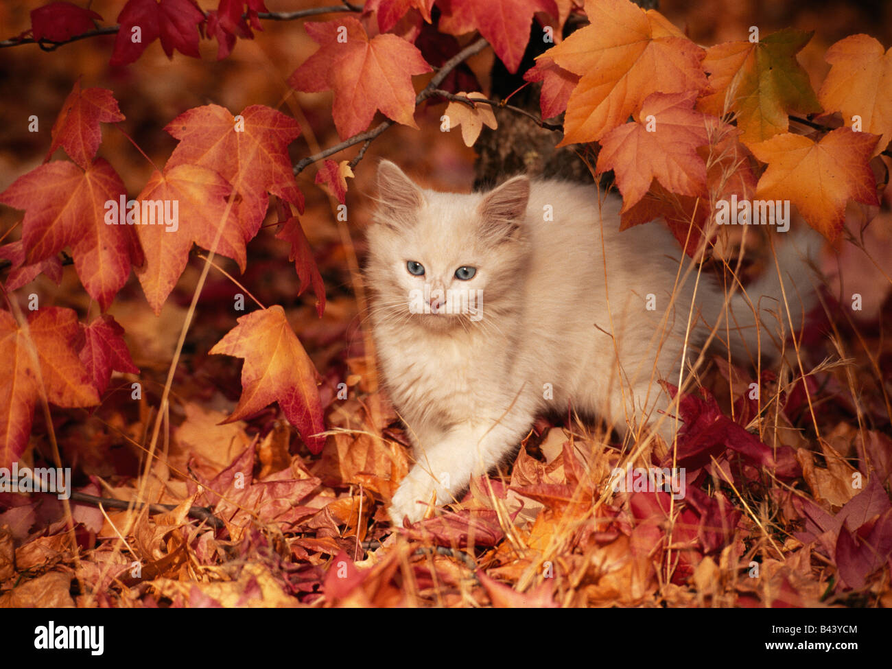 Juvenile Kätzchen erkunden im Herbstlaub. Stockfoto