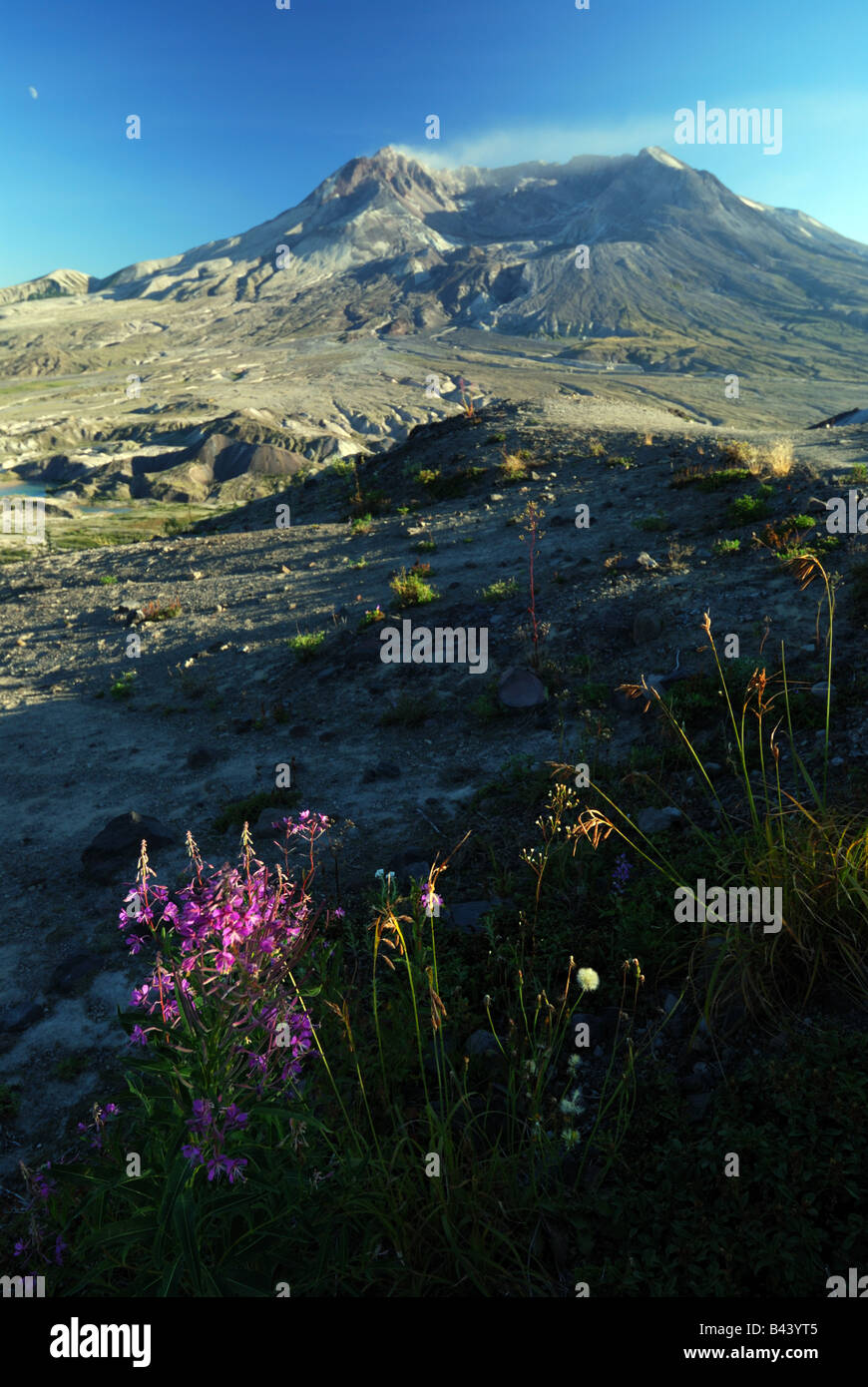 Mt. St. Helens von der Grenze Weg in Mt. St. Helens National Volcanic Monument. Stockfoto