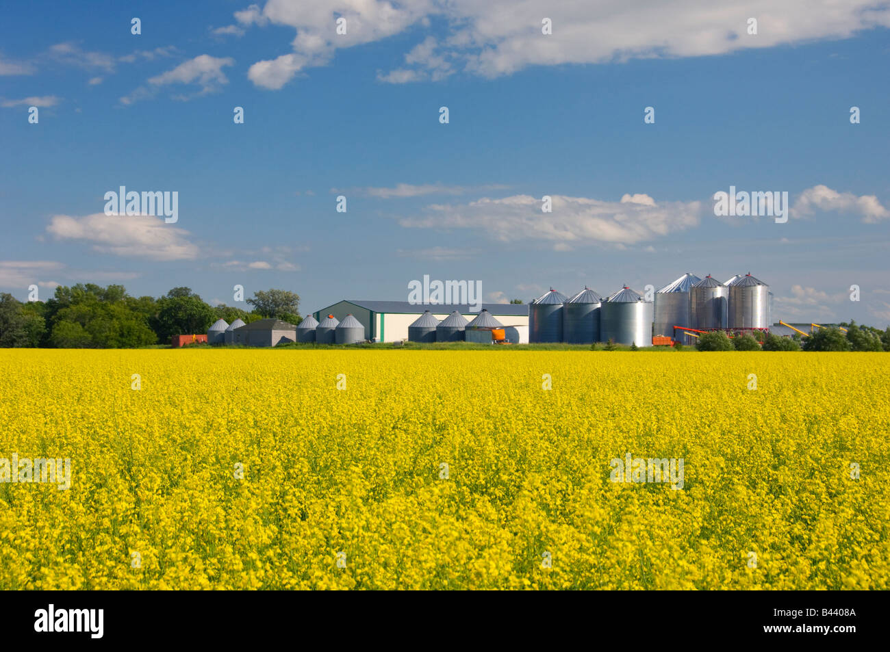 Ein Bereich der blühenden gelben Raps und eine Farm in der Nähe von St Agathe Manitoba Kanada Stockfoto