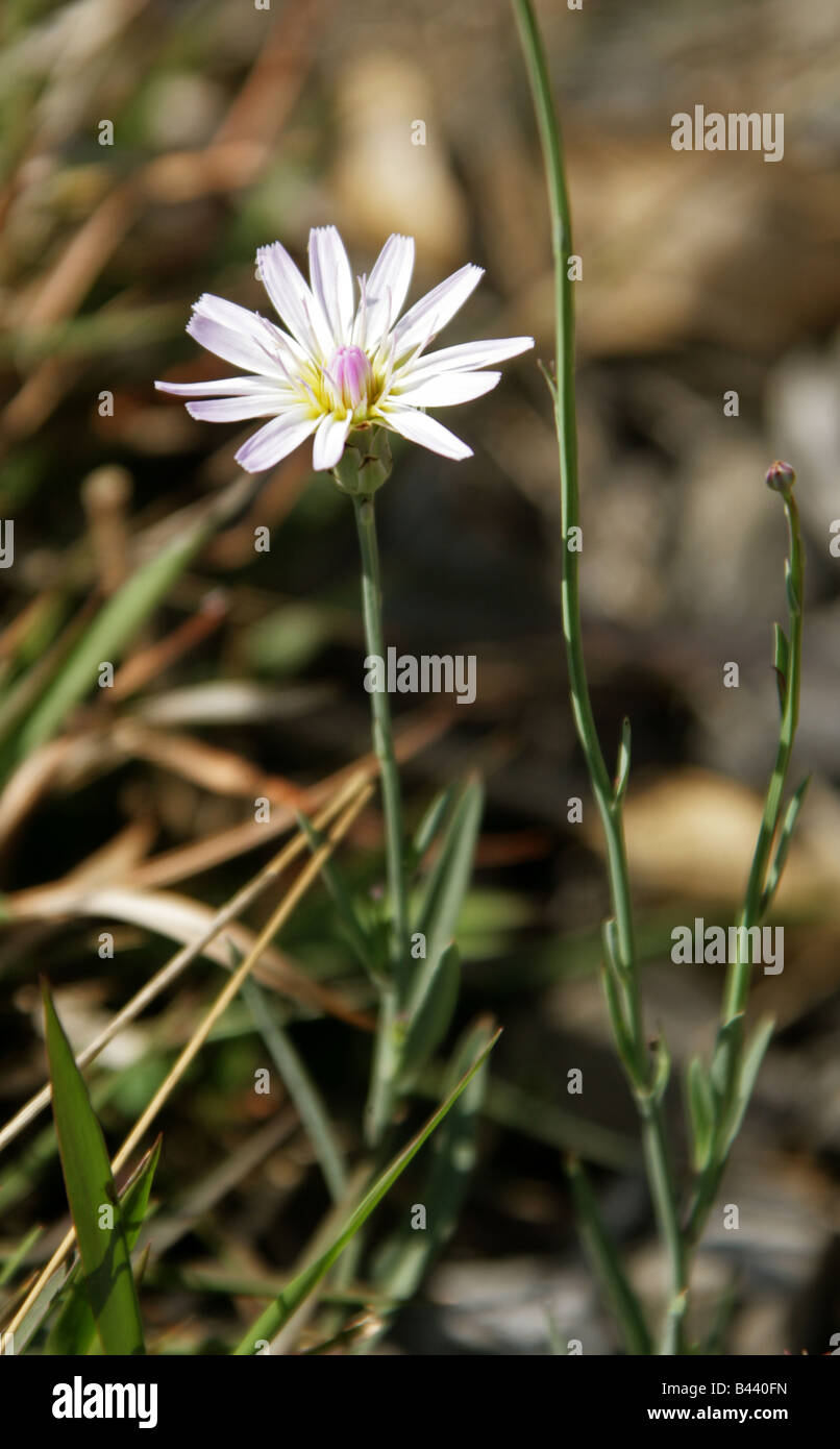Alkali Marsh Aster, Almutaster pauciflorus, Asteraceae, Wildblume, wächst an der archäologischen Stätte von Monte Alban, Oaxaca, Mexiko. Stockfoto