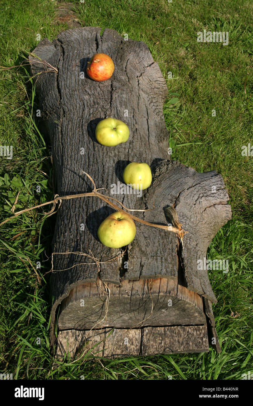 Windfall Äpfel an einem Baumstamm Stockfoto