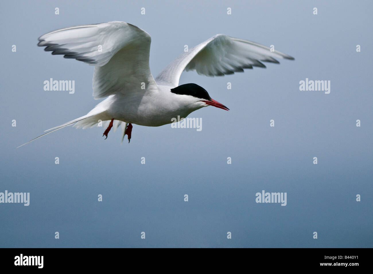 Küstenseeschwalbe Sterna paradisaea Stockfoto