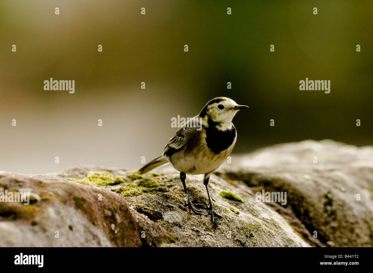 Ein Pied Bachstelze sitzt auf einem trockenen Stein Deich oder an der Wand. Lateinischen Namen Motacilla Alba. Stockfoto