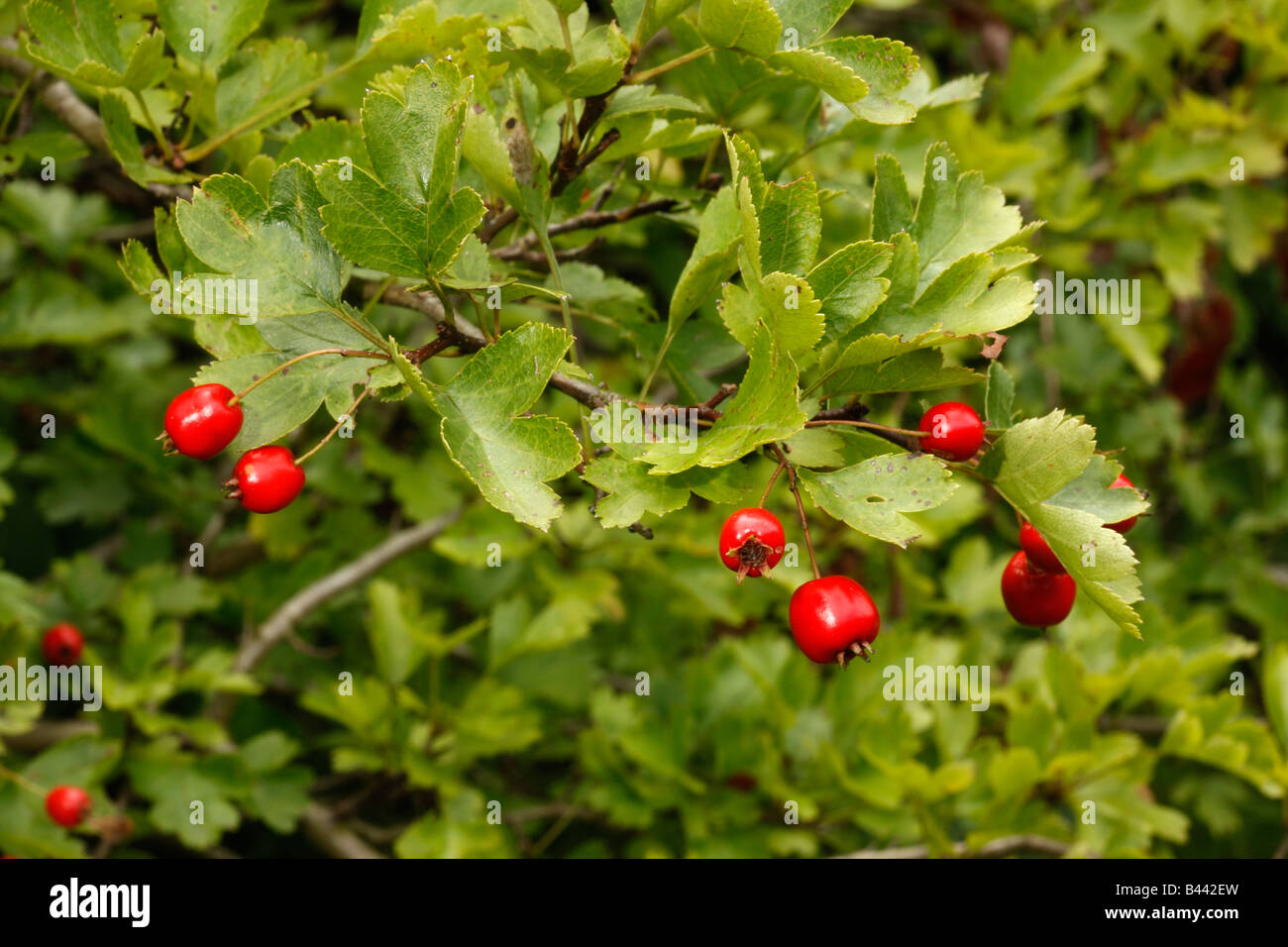 Weißdorn Baum oder Strauch Crataegus Monogyna Beeren Midlands UK