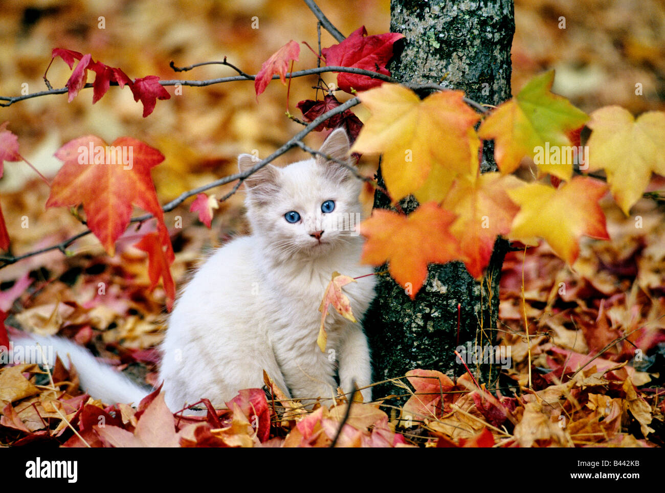Juvenile Kätzchen, buntes Herbstlaub. Stockfoto