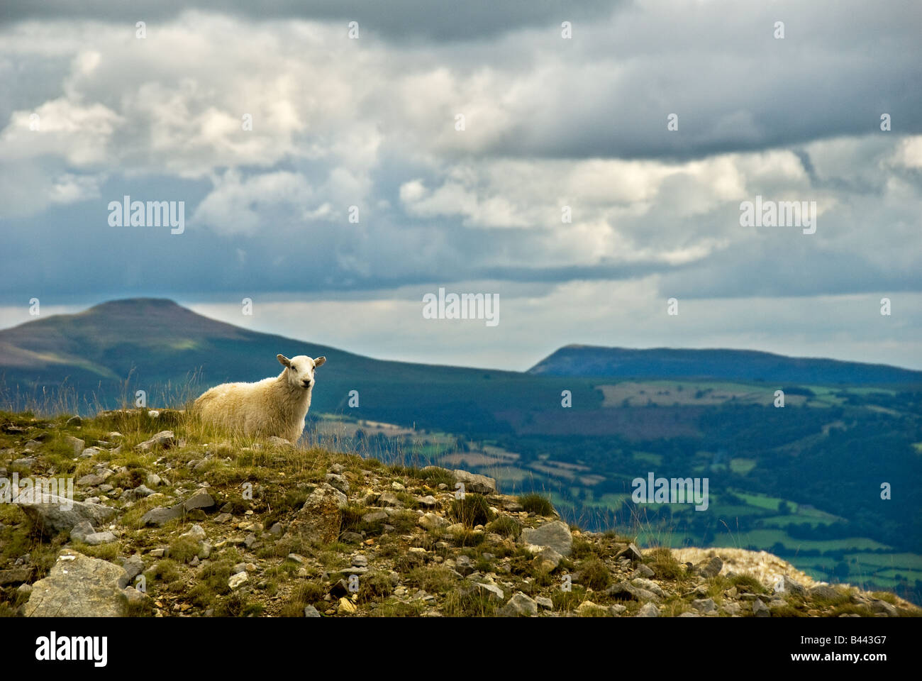 Welsh Mountain Schafbeweidung auf House ankert in Wales Stockfoto