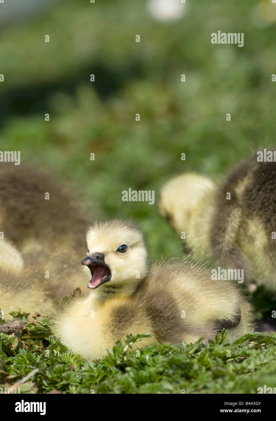 Fuzzy Gänsel Stockfoto