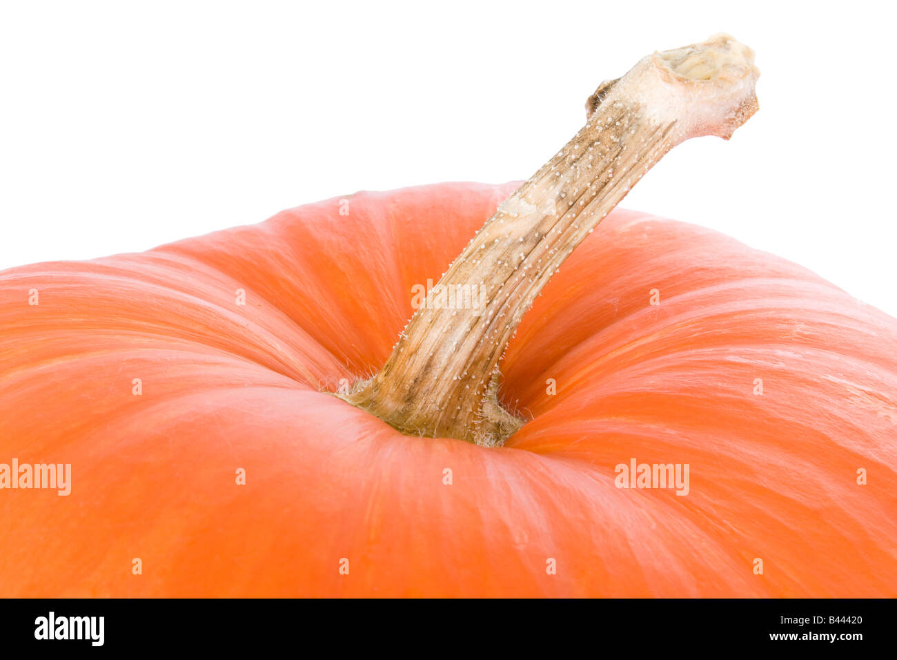 Makro aus einem Reife orange Kürbis Stamm Stockfoto