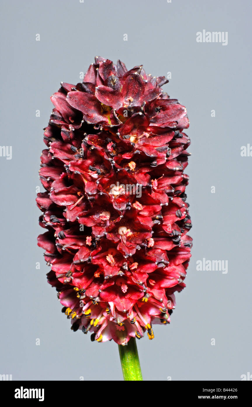 Großen Burnet (Sanguisorba Officinalis), Blume, Studio Bild Stockfoto